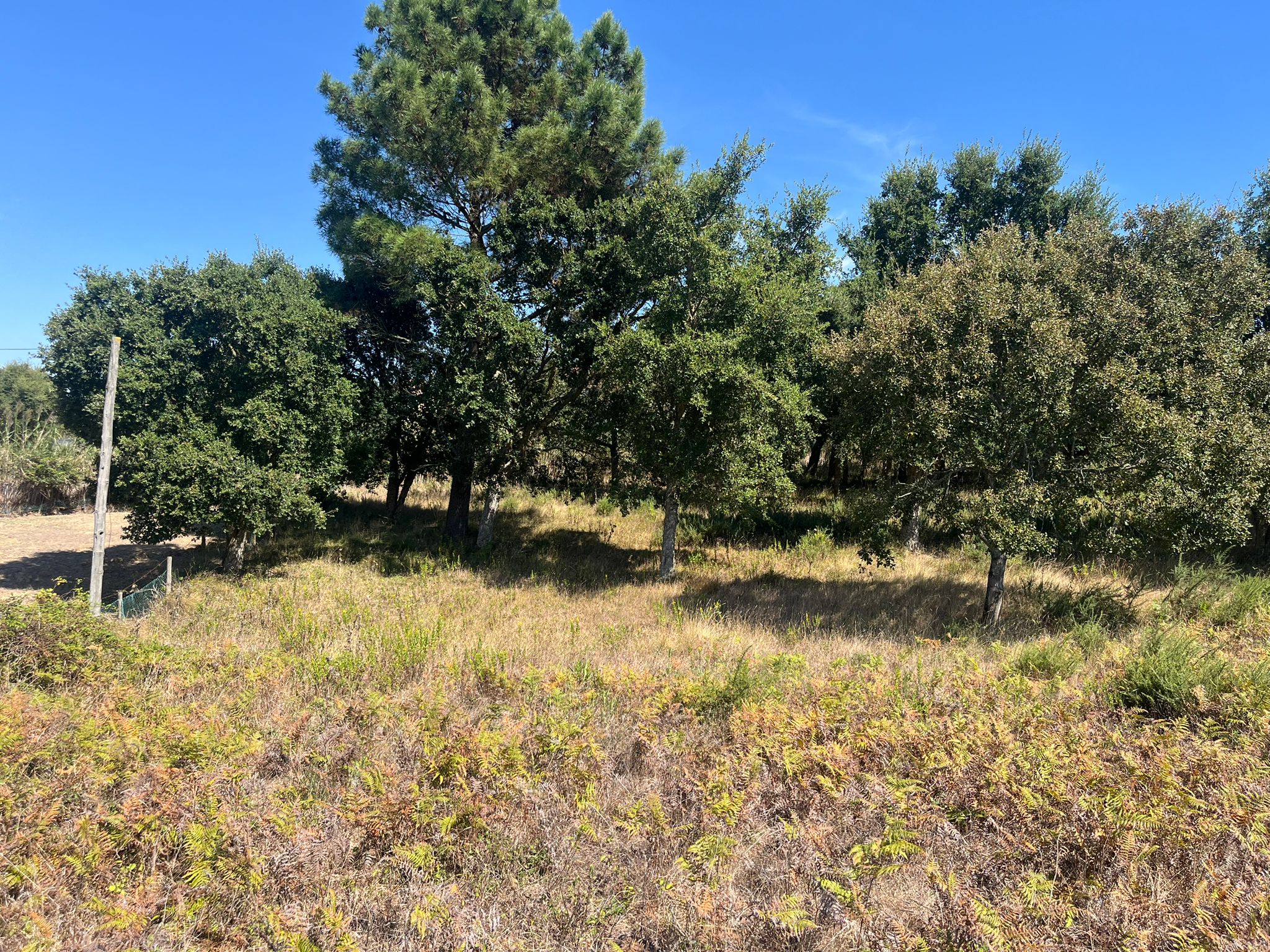 Plot — East View